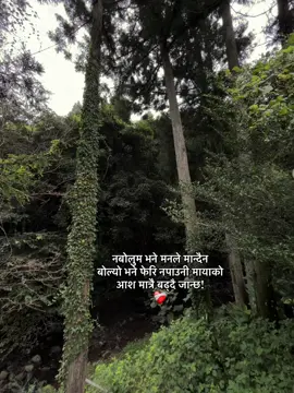 नबोलुम भने मनले मान्दैन बोल्यो भने फेरि नपाउनी मायाको आश मात्रै बढ्‌दै जान्छ❤️‍🩹 #fyp #fypツ 
