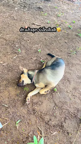 นอนเป็นตะตับฟ่งออกมาแทะคำแก้วเอ้ย🤣🐕#ทาสหมา #หมาตลก 