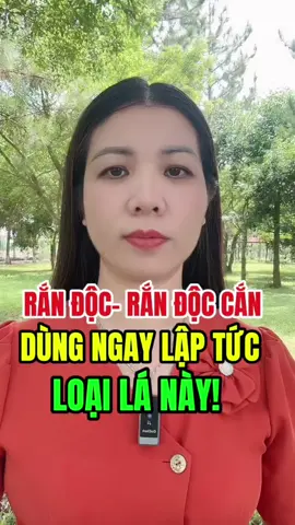 Khi rắn độc cắn bạn biết loại lá này có tác dụng như thế nào không#xuhuong #dshonghuysuckhoe #suckhoechomoinguoi🍀 