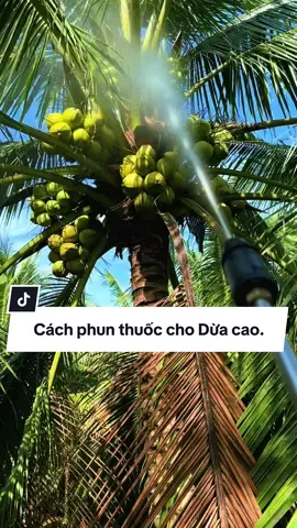 Dừa cao có cần phun thuốc không? Làm cách nào để phun? #70tayninh #duamalai #dua #viralvideo #xuhuongtiktok 