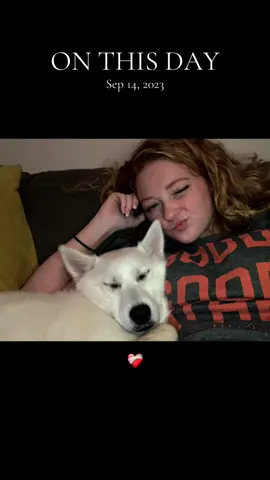 love my daisy bug #dog #onthisday #pomsky #puppylove #dogsoftiktok 