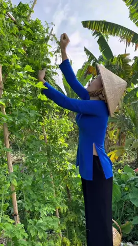 Em nói em trồng khổ qua ăn đọt mà mọi người Ko tin , em nói thiệt Á , nay hái đọt khổ qua về ăn với em nha 