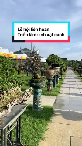 Tác phẩm - Liên hoan triển lãm sinh vật cảnh mở rộng lần thứ I tỉnh Gia Lai (TP Biển Quy Nhơn - Bình Định cũ)  #trienlamsinhvatcanh #maivangbinhđinh #sinhvatcanh #trienlamsinhvatcanhgialai2025 #caymaivang 