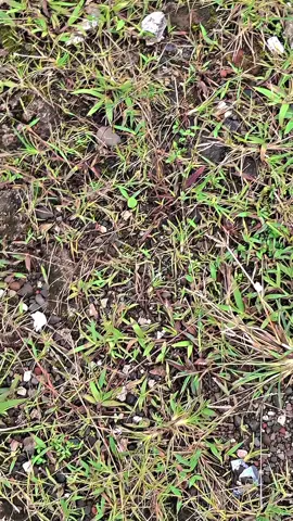 🩵😉🤙🏻 #orbits #kvb #foryou #varbu #🩵#creatorsearchinsights 