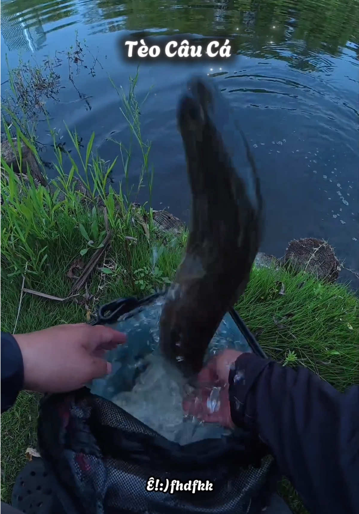 Mới câu dính con cá lóc #teocauca #caucaloc 