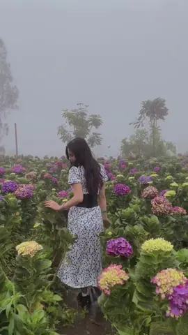 Negri dongeng di kota batu 🧚‍♀️ kesana pas lagi berkabut banget dan hujan padahal udah effort catokan🥲 tapi gapapa ini indah bangett🌷🫶🏻 #malang #wisatadusunkuliner #malangbatu #flowers #aesthetic 
