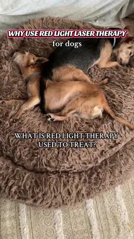 Young and old dogs are feeling the benefits of Red Light Therapy treatments at home for arthritis & joint pain ❤️‍🩹 #redlighttherapy #redlighttherapybenefits #dogswitharthritis #seniordog @KTS Light Therapy 