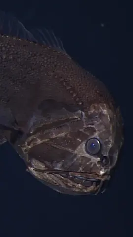 Your new deep-sea bestie 🤿🐠⁠ ⁠ The feisty fangtooth (Anoplogaster cornuta) is a small and efficient predator. Their gaping mouths, stubby fins, and mottled patterning suggest that these fish prefer to lurk and wait —until their prey swims too close, that is.⁠ ⁠ Scientists believe that fangtooth fish rely on an excellent sense of touch instead of their eyesight. The pronounced dark line down their sides is a lateral line that senses even small movements around them.⁠ ⁠ MBARI researchers have spotted a fangtooth, on average, less than once every two years since we opened our doors, making this fish almost as elusive as it is astonishing.