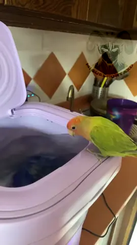 #fandub #doblaje #humor #divertido #animales #loro #meme