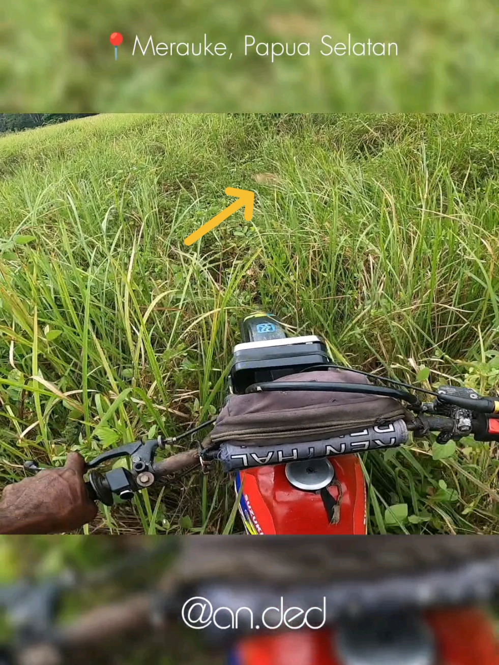 Kangguru Papua Dikejar Motor Suzuki TS 125!! #promoseruweekend #kanggurupapua #kangguru #papuatiktok #papua 