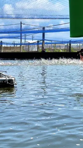 Thu hoạch chuẩn bị vụ mới đón Tết 🤗🤗  #nuoitomcongnghecao #nuoitomtrenaolotbat #tomthechantrang #baclieu 