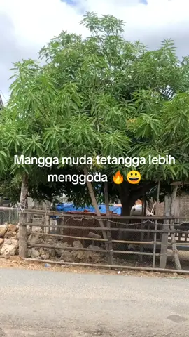 Mangga muda lebih menggoda 🔥🤤 #mangga #muda #manggamuda #rujakmangga #ngerujak 