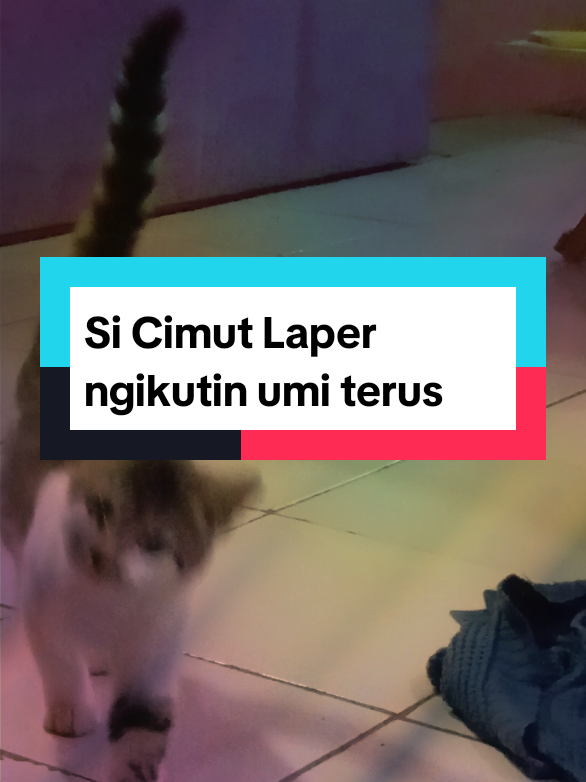 Si Cimut Laper ngikutin umi terus 😁 #kucing #lucu #imut #cat #catlovers 