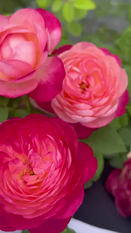 ทาทามิรูม กุหลาบทนแดด แสนหวานหอม #กุหลาบlittleforest #ทาสกุหลาบ #littleforestเรารักต้นไม้ทุกต้น #กุหลาบ #rose 