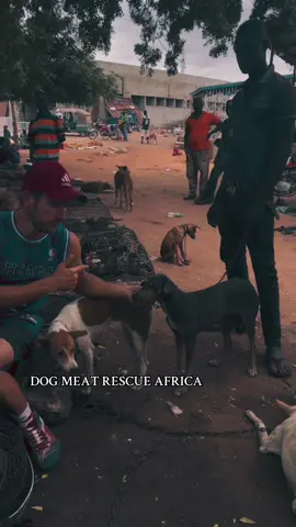 Dog meat rescue Africa Dog Savior #LanguageLearning #fyp #viral #dogmom #relatable Rescuing dogs 