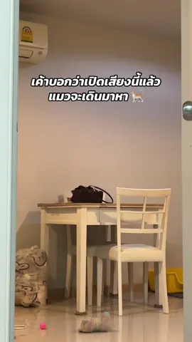 🎼มาตามเสียง 🤣 #แมว #เสียงเรียกแมว #แมวน่ารัก #fyp #แมวมีโชค 