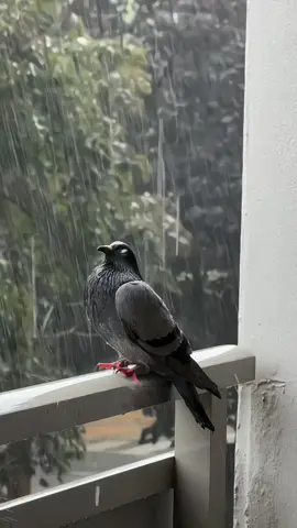 বৃষ্টি.!🕊️  #pegion #rain #BMW #foeyoupageviralvideo_________#bangladesh🇧🇩 