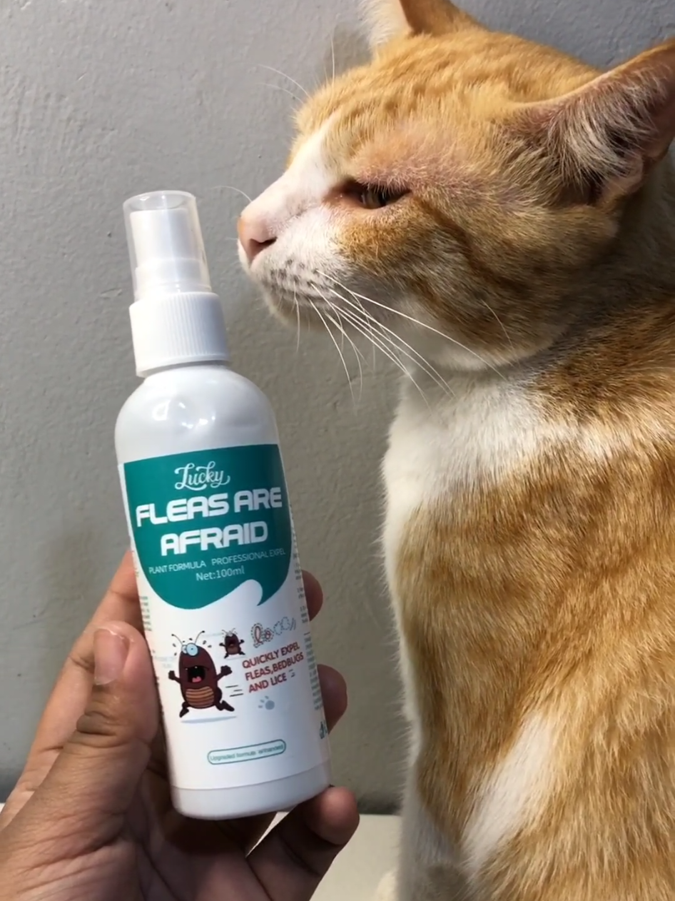 goodbye ticks and fleas for your fur babies with this FLEAS ARE AFRAID spray from lucky #ticksandfleas #antitickandflea #fleasspray #dogspray #catspray 