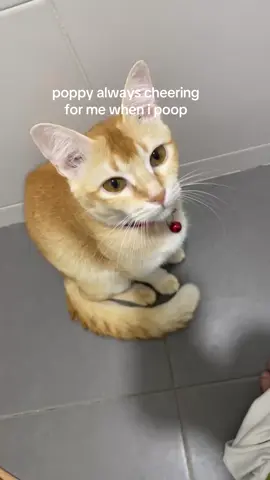 poppy is the best poopy companion 