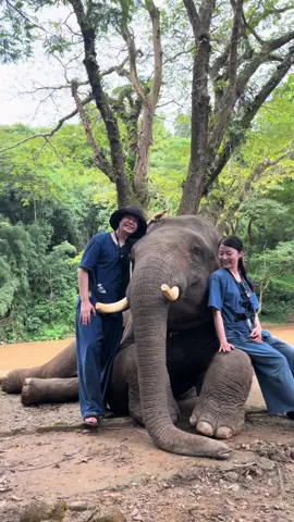 ขอบคุณที่มาเที่ยวหาอาโบโบ้นะครับ #ช้างไทยน่ารัก #พลายดัมโบ้ #คนรักช้าง #ควาญจืดช้างคู่ใจพลายดัมโบ้🐘❤️ #เพลงฮิตtiktok #เพลงกะเหรี่ยง 