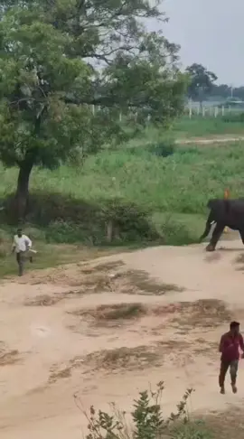 #attitudechallenge #weildlife #🐘🐘🐘 #attacontitan #elephantlover️ @Rosa 