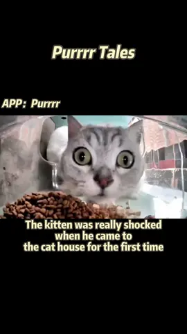 The look of pure wonder！🐱🤝🤖💕#purrrr #straycat 