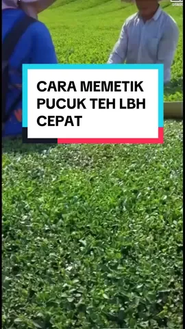 MEMETIK PUCUK TEH LEBIH HEMAT WAKTU DAN LEBIH CEPAT #HIGHLIGHT #berkebun #fyp #tiktok #PERKEBUNAN 