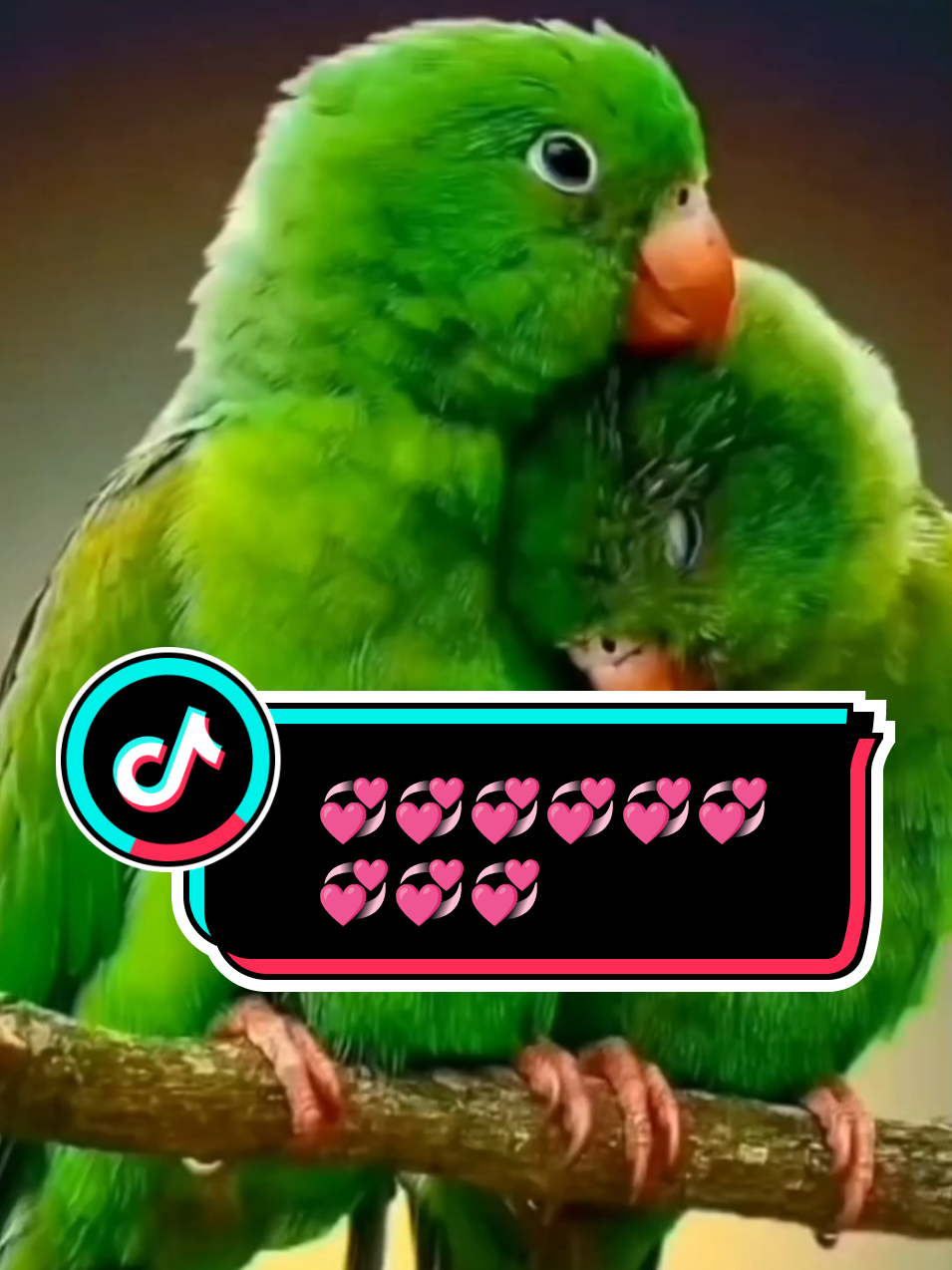 LOVELY 💞🫶💞🫀@Adel💋 Zone @Adel💋 Zone #Love #foryoupage #fyp #trending #1million 