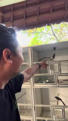 Klewer gacor dor bosku😄😍