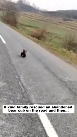 A kind family rescued an abandoned bear cub on the road and then...#animals #lovestory #rescue #wildlife #bear 