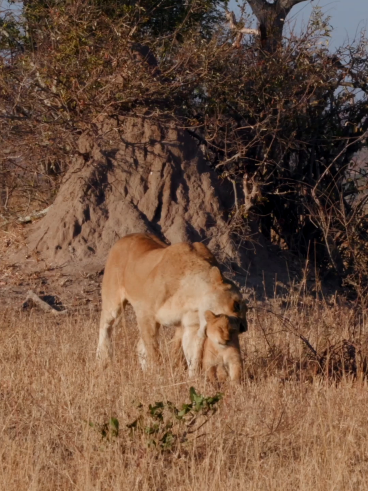 Motherly love on the move. A lioness makes her way through the wilderness with her energetic cubs at her side. 🦁🐾🤎 #cuteanimals #lion #wildanimals #wildlife #animalvideos #southafrica #africa #nature #safari #animalsoftiktok #catsoftiktok