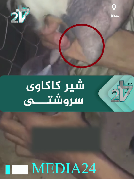 شیر کاکاوی سروشتی 