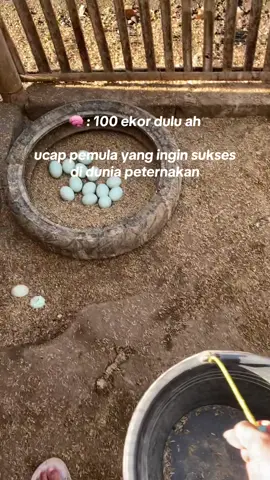 P untuk panen🤌🏽 #fyp #bebekpetelur #peternakmuda #keranjangkuning #masukberanda 