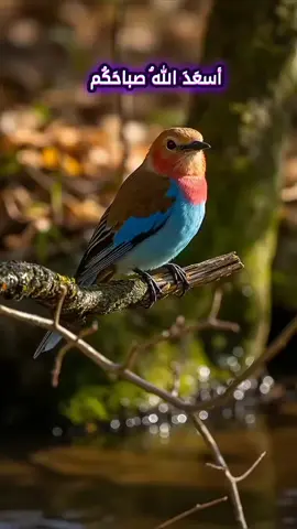 #اذكار #اذكار_الصباح #اذكار_الصباح_والمساء #اذكار_ادعية #دعاء_جميل 