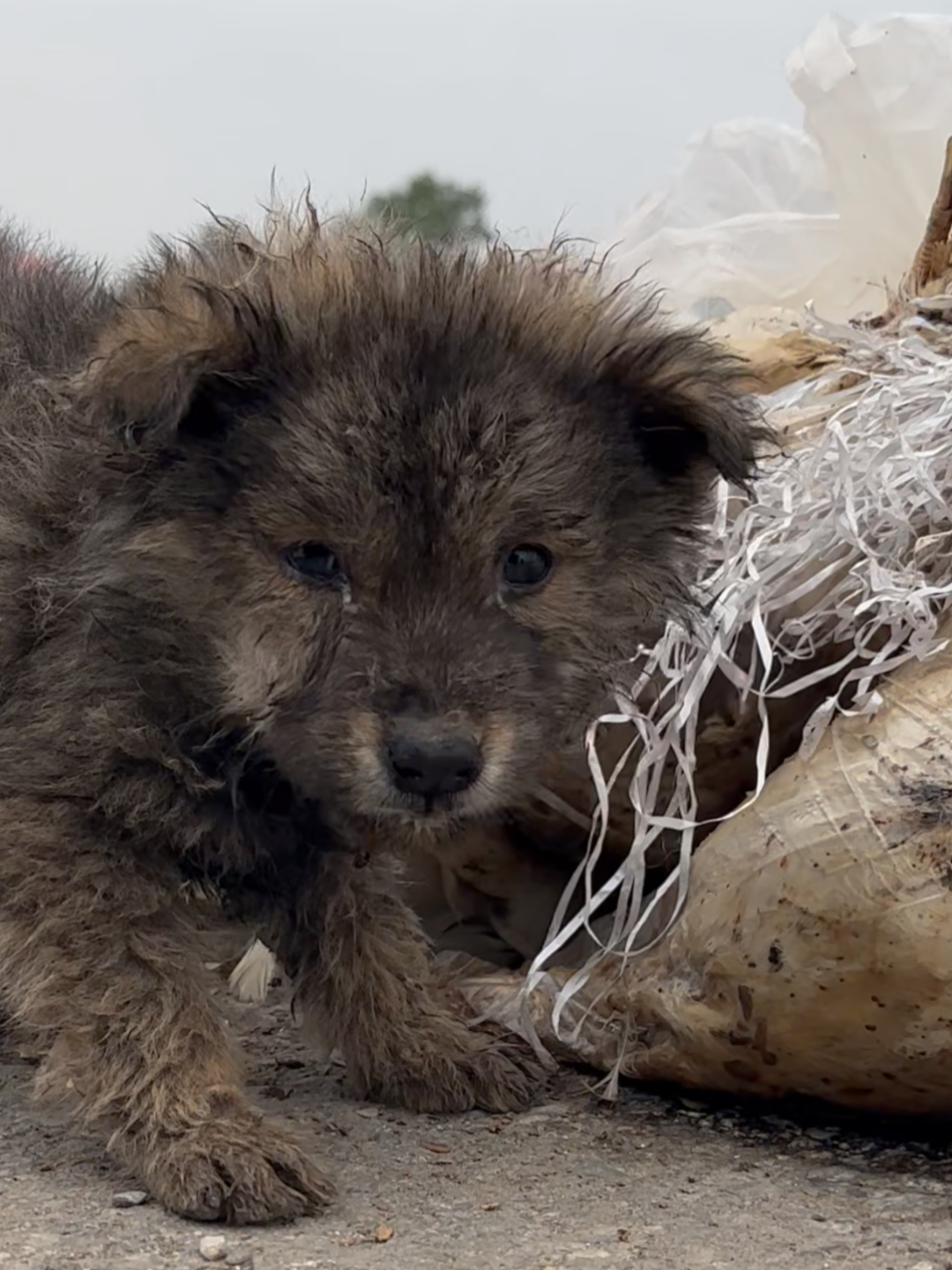 On my way home from work, I saw a poor little dog wandering among the garbage on the side of the road looking for food. It looked very hungry and thirsty, so I decided to adopt it and take it home to care for it.