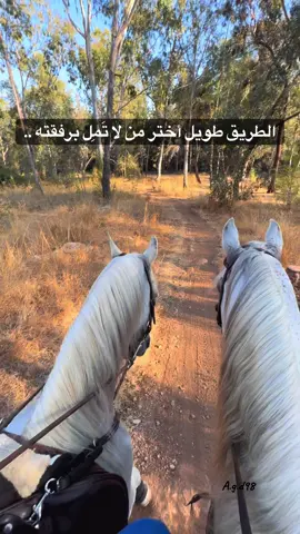 الطريق طويل أختر من لا تَمِل برفقته ..  #سيري_معي_طول_الطريق #خيل_وخياله🐎 #horse #a_g_d98 #خيل 