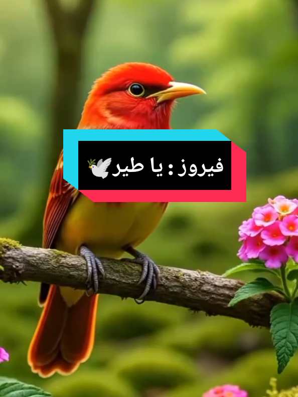 #فيروز #يا_طير_يا_طاير_على_طراف_الدني #فيروزيات #فيروز_و_فنجان_قهوة 