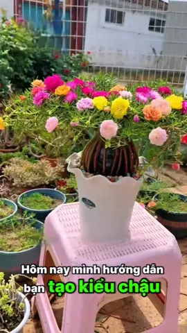 Tạo kiểu hoa mười giờ nhé. #yeuhoa #bonsai #hoamuoigio #vuonnhaminhchau #lamvuon @Vườn nhà Minh Châu @Vườn nhà Minh Châu @Vườn nhà Minh Châu 