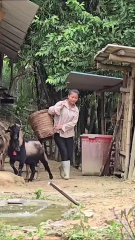 #Eps004 Vietnamese girl with dog and goat goes into the forest to pick wild vegetables to sell for a living #hathimuon #harvest #livewhitnature