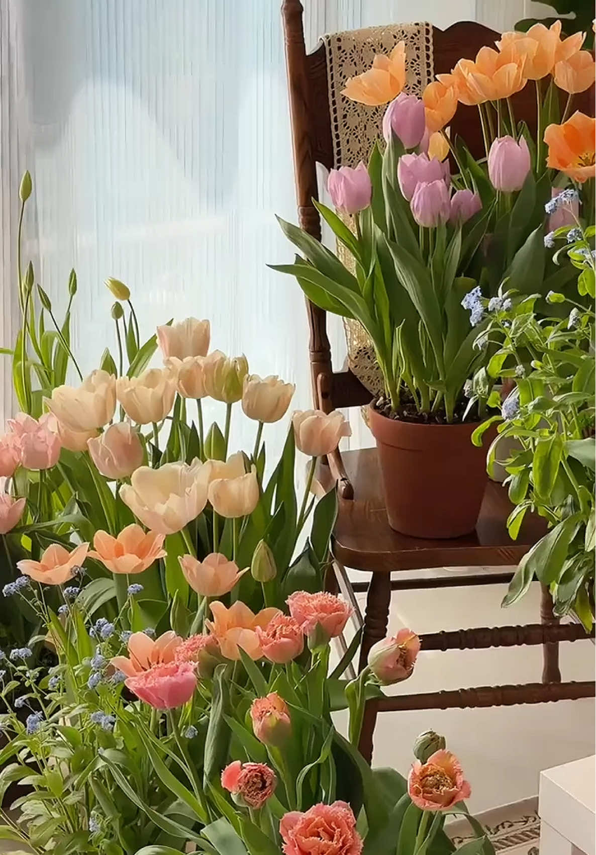 Hoa Tulip🌸🌸 Bà nào m.ê ẻm hok🥰 #hoa #hoadep #hoacaycanh #hoasanvuon #hoatulip 