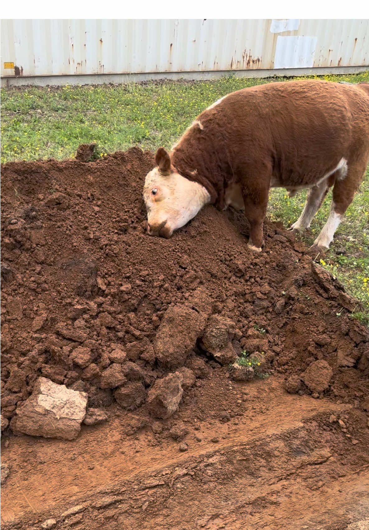 Muffin doing bull stuff 🤣 🐂 #muffinmanthebull #siwoutdoors #trending #bullsoftiktok #minirufus 