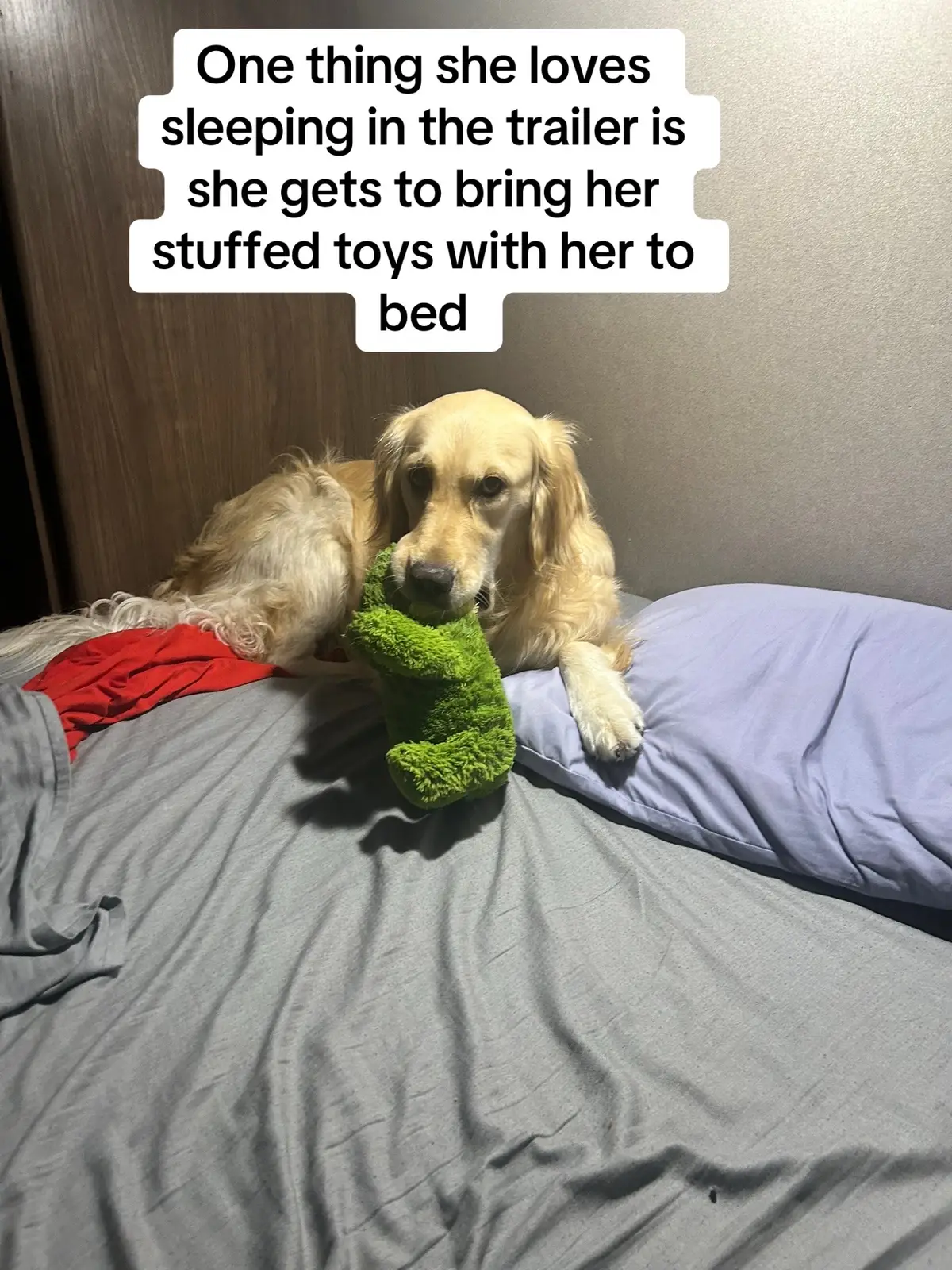 🥰🥰🥰#fyp#lolathegoldengirl#doghter#97thdogfamily#goldenretriever 