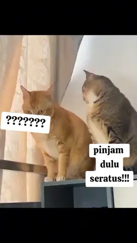 shock si meng dibisikin sama temen nya 😂🤭😁 ada2 Bae loe yeee... #duniakucing #kucinglucu #videokucinglucu 