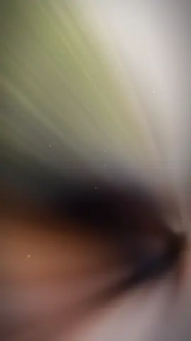 #khautrang #khautrangthinhphat 