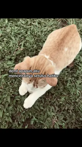 #fyp #xyzbca #4u #gamon 