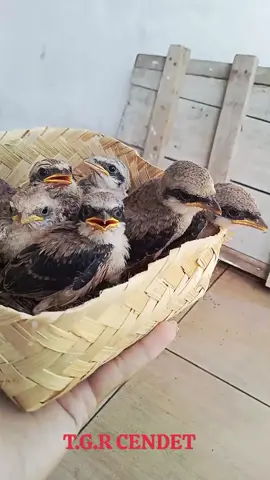 lololololo #cendeters  #kicaumania #cendetsurabaya #cendetjatim  #cendetnusantara 