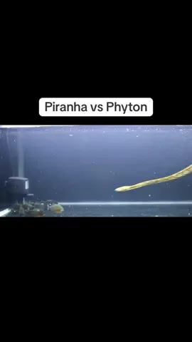 Piranha vs Phyton #fyp #wildanimals #piranhas #fyppppppppppppppppppppppp #phyton 
