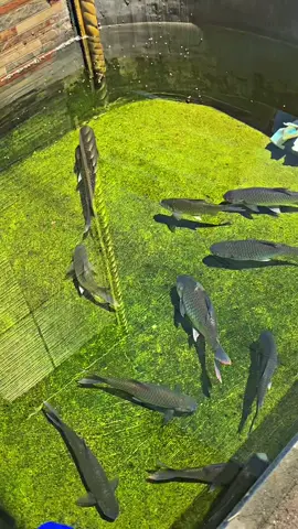 minggu yang cerah🌞 #bahanswmu #beles #4u 