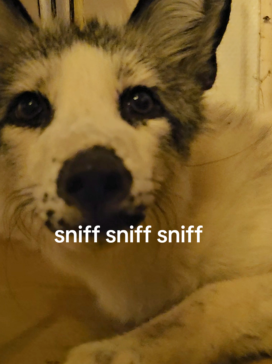 send this to your bestie 💅💅 #foxcore #petfox #cutepet #cuteanimals #relatable 