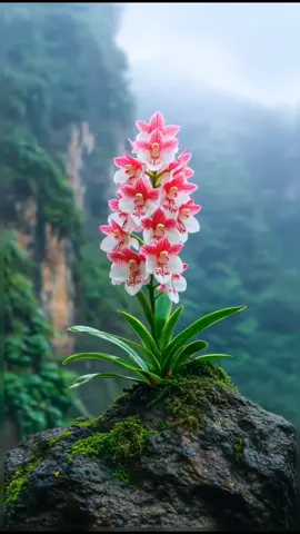 🤍P.M.K🤍 #fypツ #ပန်းလေးတွေဆိုချစ်တယ် #ရောက်စမ်းကွာfypပေါ်💯 #ရောက်ချင်တဲ့နေရာရောက် #foryou 